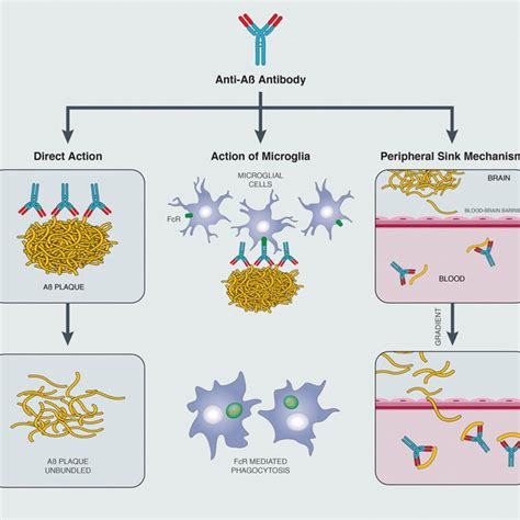 amyloid-beta hypothesis|The amyloid cascade hypothesis for Alzheimer's .